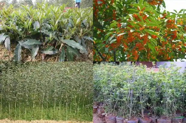 家中院子里栽桂花树好吗?1685926783082