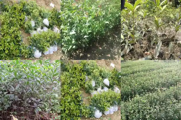 家中院子里栽桂花树好吗?1685926783128