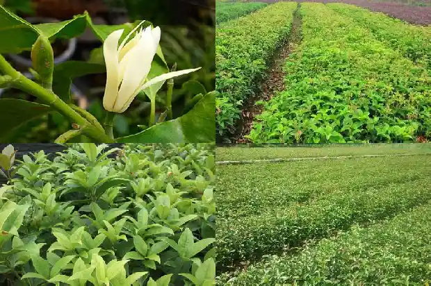 家中院子里栽桂花树好吗?1685926783173