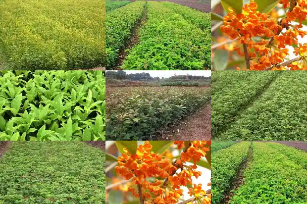 后院能不能栽桂花树呢1685926790865