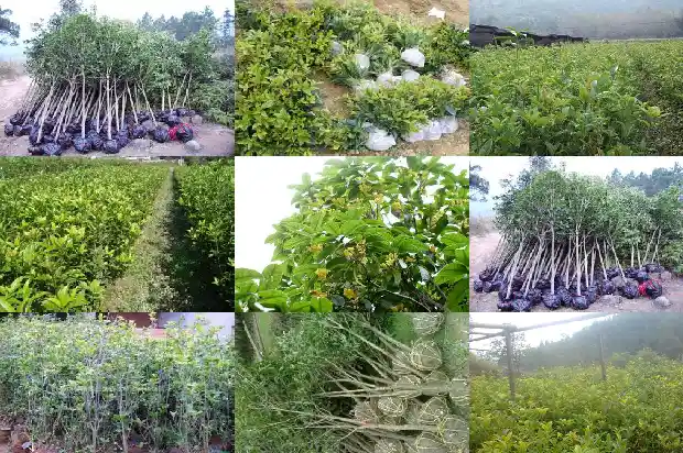 桂花树种在后院可以吗1685926801915