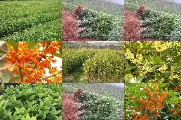 桂花树种在后院可以吗1685926801960
