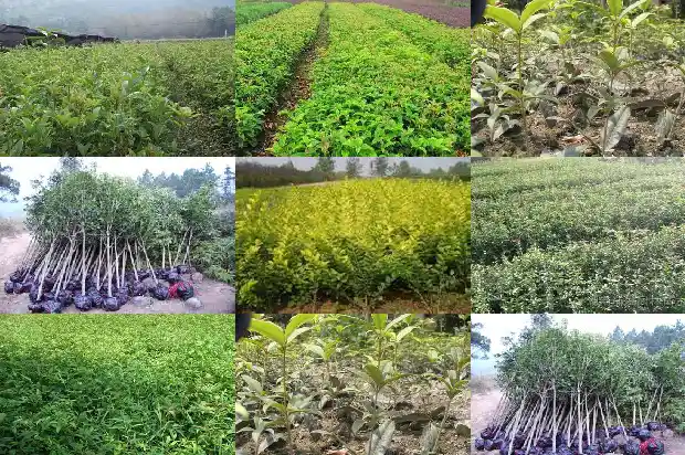 桂花树种在后院可以吗1685926802005