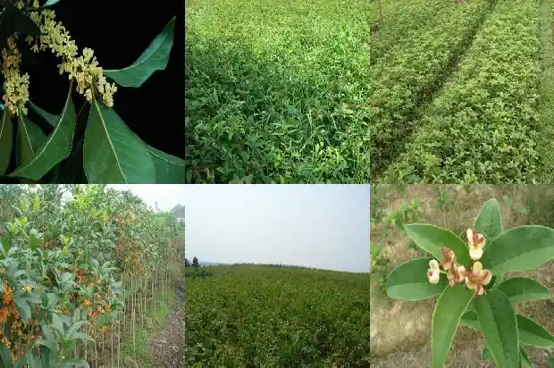 庭院里能不能栽桂花树1685926811675