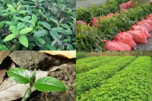 庭院里能不能栽桂花树1685926811766