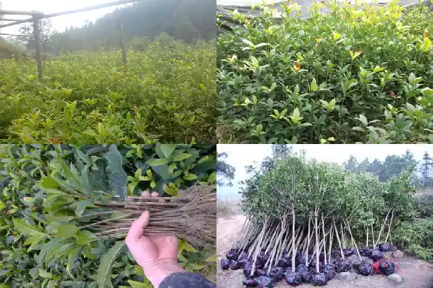 庭院里可以种桂花树吗1685926821386
