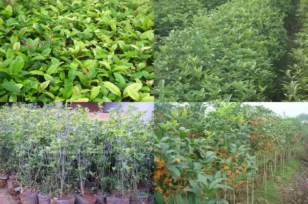 院子内栽桂花树好吗风水好不好呀1685926829015