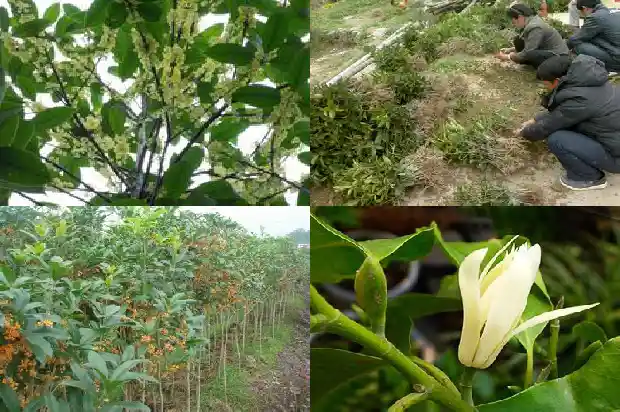 桂花树栽院子好不好1685926848165