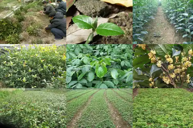 桂花树栽在院子里好吗风水好吗1685926859882