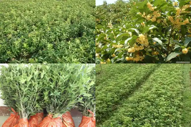 桂花树栽在院子里好吗风水好吗1685926859930