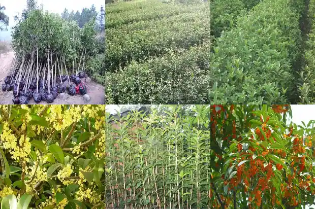 桂花树栽在院子里好吗风水好吗1685926860025