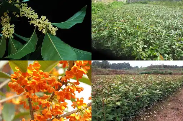 桂花的花形状像什么1688608896629