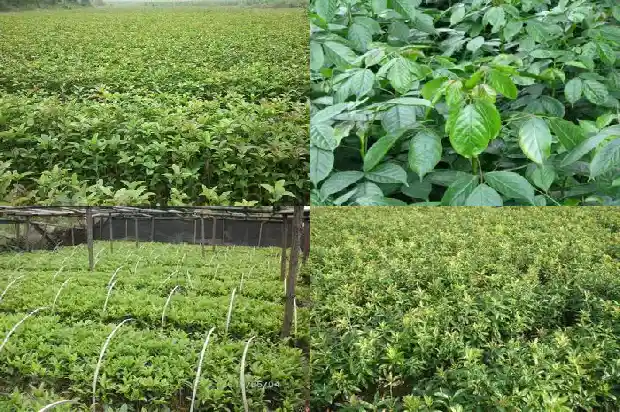 家里可以盆栽桂花树吗1690504658392