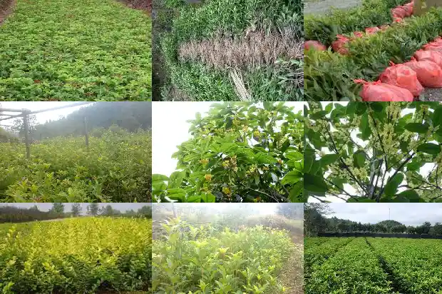 院子内能种桂花树吗北方风水好吗1685926893575