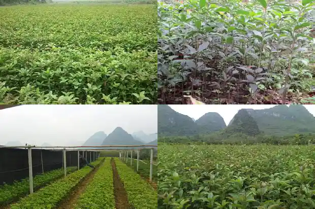 院子内能种桂花树吗北方风水好吗1685926893623