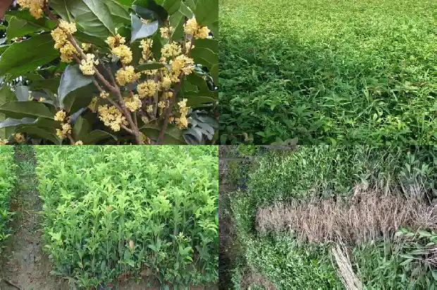北方院子可以种桂花树吗1685926905567