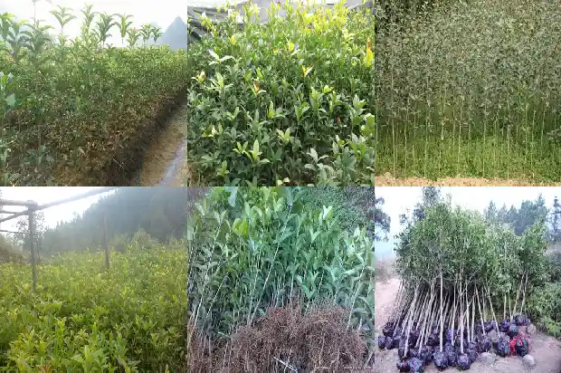 北方院子可以种桂花树吗1685926905661
