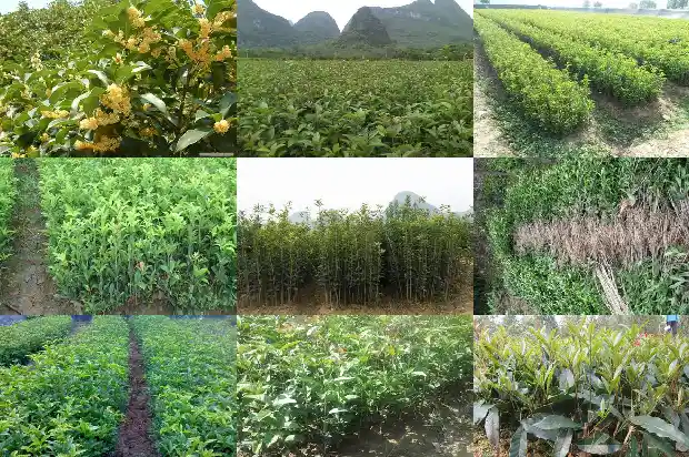 院子可以种桂花树吗北方1685926917483