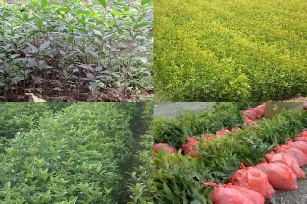 院子可以种桂花树吗北方1685926917531