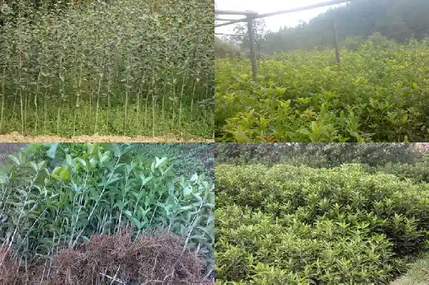 院子可以种桂花树吗北方1685926917579