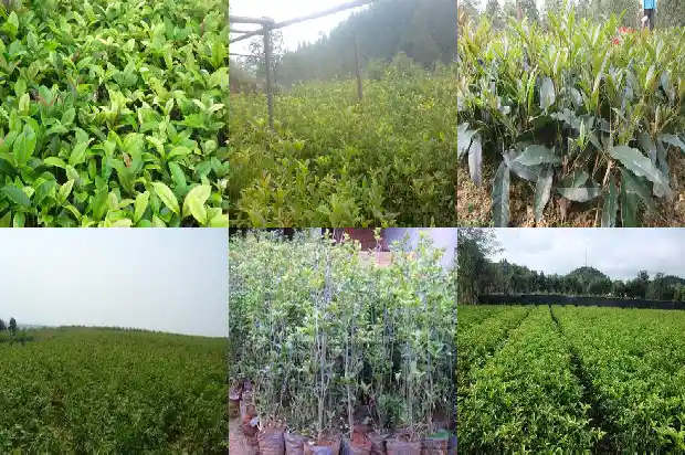 院子里面能种桂花树吗1685926929085