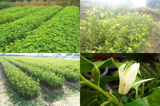 院子里面能种桂花树吗1685926929133