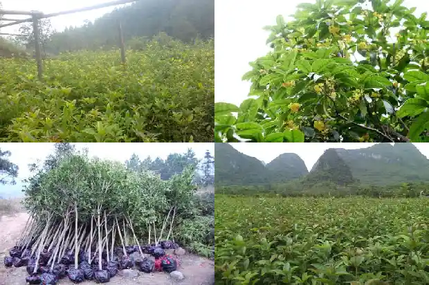 院子里面能种桂花树吗1685926929181