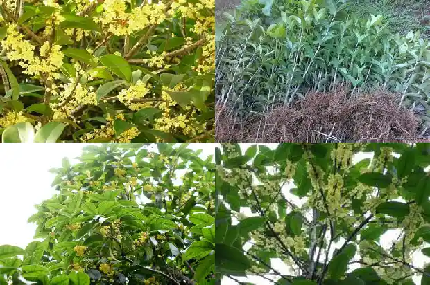 院子里可以种植桂花树吗1685926940905
