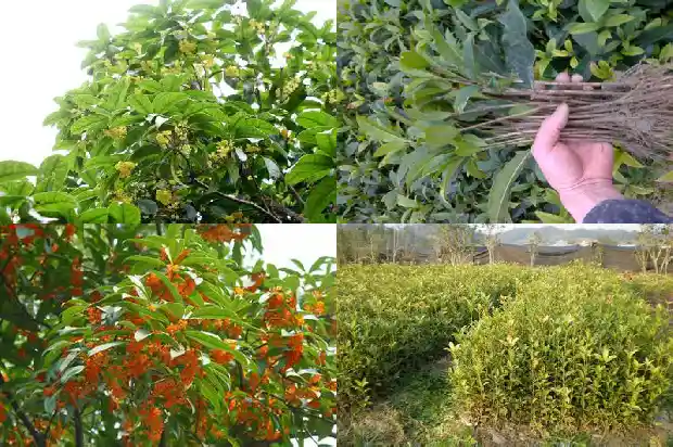 院子里可以种植桂花树吗1685926940953