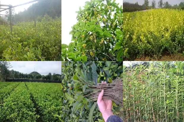 院子里可以种植桂花树吗1685926941001