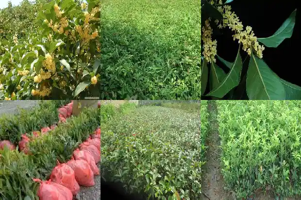 院子里面能不能种桂花树木1685926960196