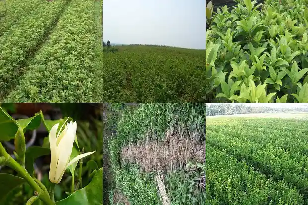 院子里面能不能种桂花树木1685926960292