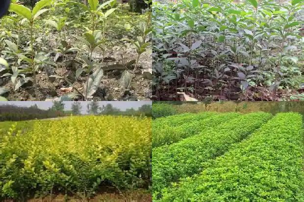 大门口旁边栽桂花树好吗风水好吗1685926967688