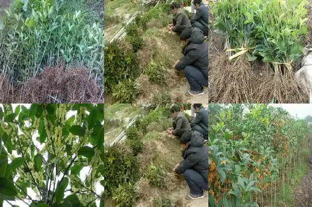 大门口旁边栽桂花树好吗风水好吗1685926967735