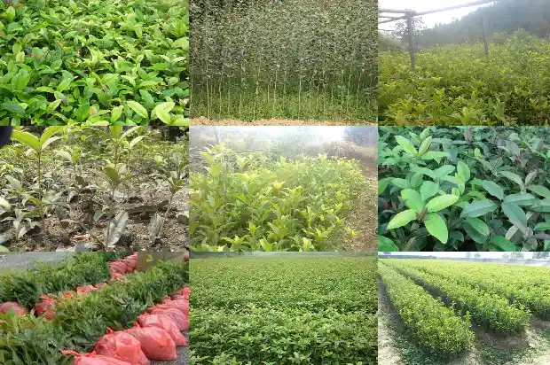 院子里可以栽桂花树吗风水好不好1685926979187