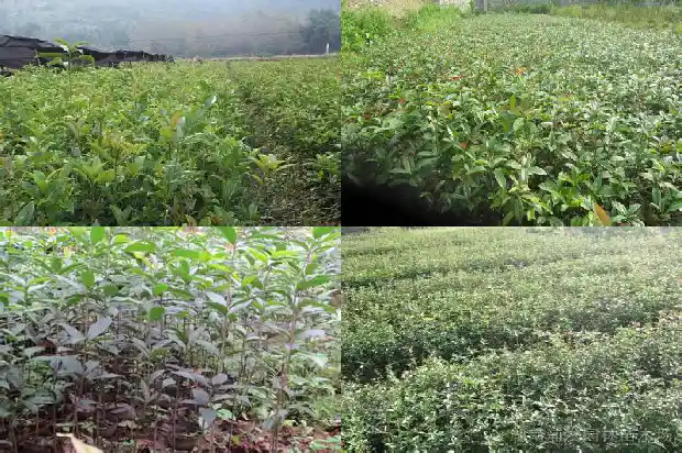 院子里可以栽桂花树吗风水好不好1685926979235