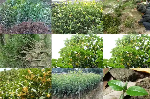 院子里可以栽桂花树吗风水好不好1685926979331