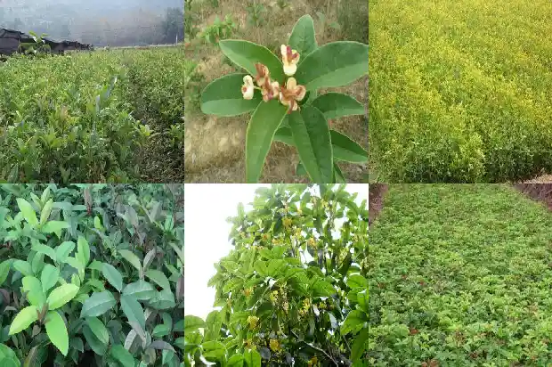 桂花树哪种桂花树最好看又好养1688692274638