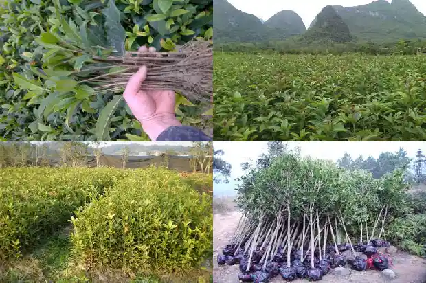 丹桂花树的特点和特点是什么1685927002874