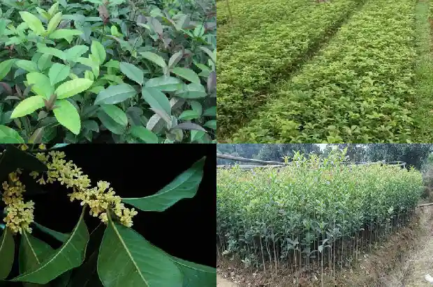 丹桂花树的特点和特点是什么1685927002922