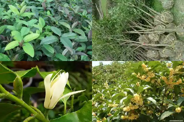 丹桂花树的特点和特点是什么1685927002970