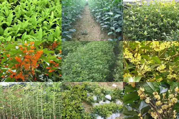 丹桂花树的特点和特点是什么1685927003018