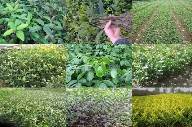 丹桂花树的特点有哪些呢1685927010192