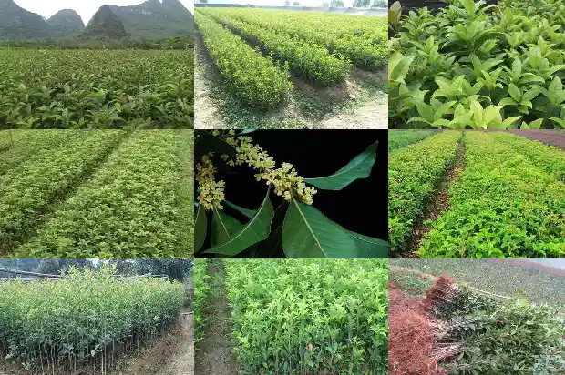 桂花树什么地方不能栽1690677571745