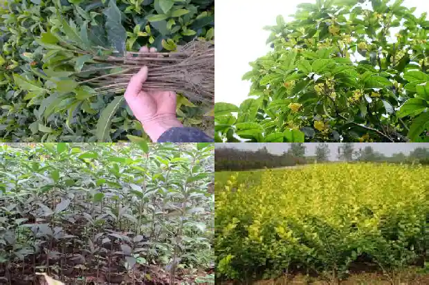 丹桂树与桂花树的区别在哪里1685927017608