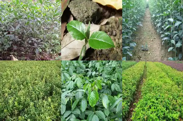 丹桂树与桂花树的区别在哪里1685927017656