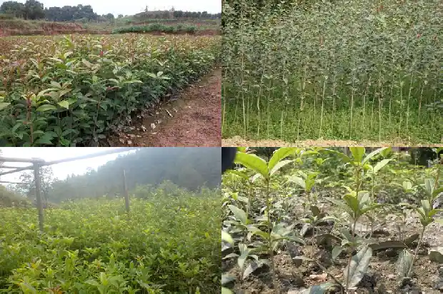 桂花老庄盆景怎么养1685927034592