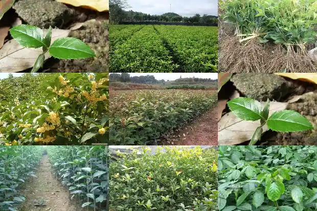 桂花老庄盆景怎么养1685927034639