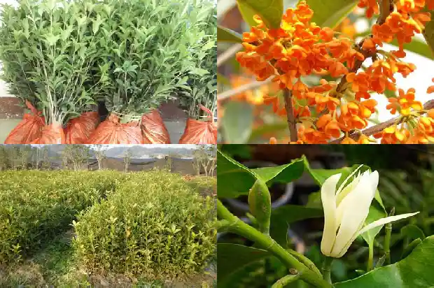 沂蒙桂花批发市场在哪里呀电话1685927053462