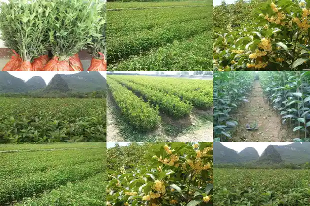 沂蒙桂花批发市场在哪里呀电话1685927053508